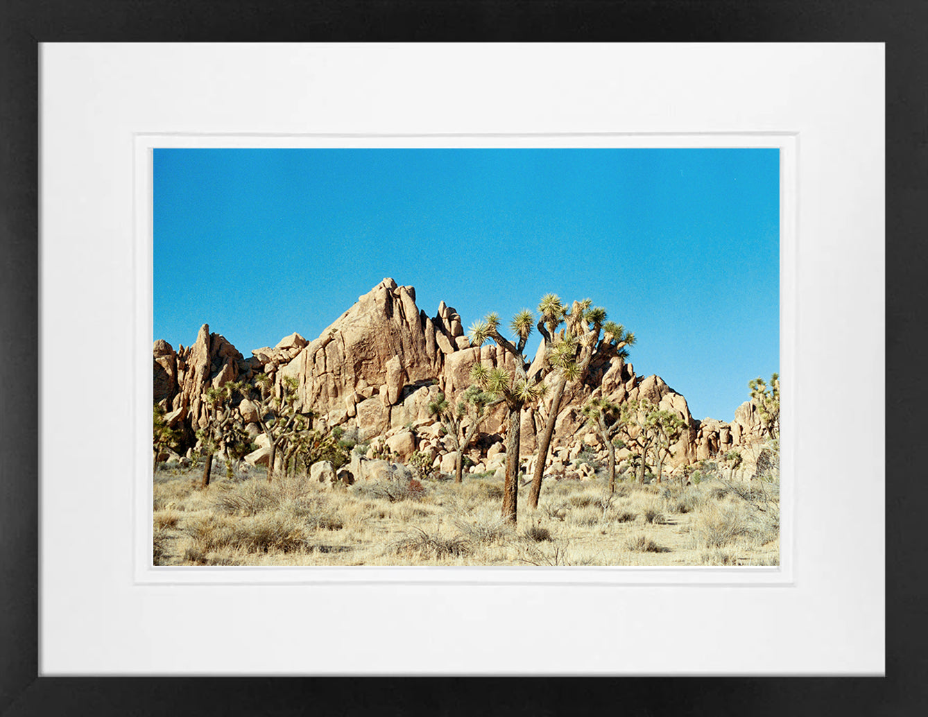 Joshua Tree 1 on 35mm
