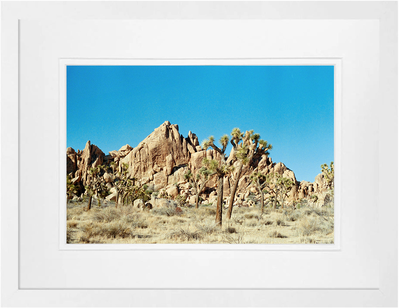 Joshua Tree 1 on 35mm