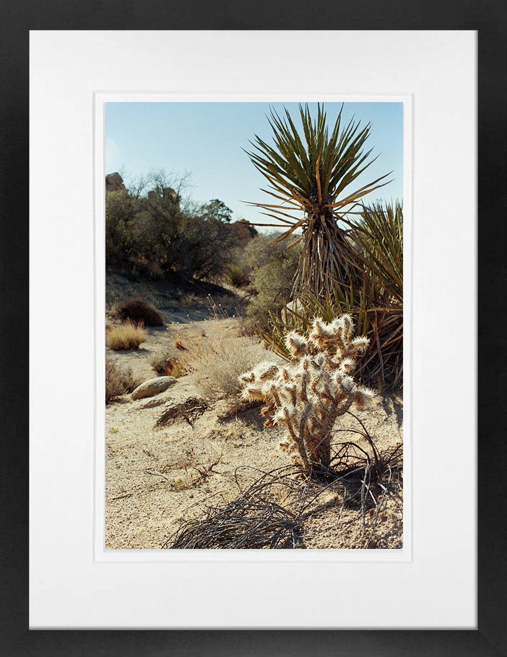 Joshua Tree 3 on 35mm