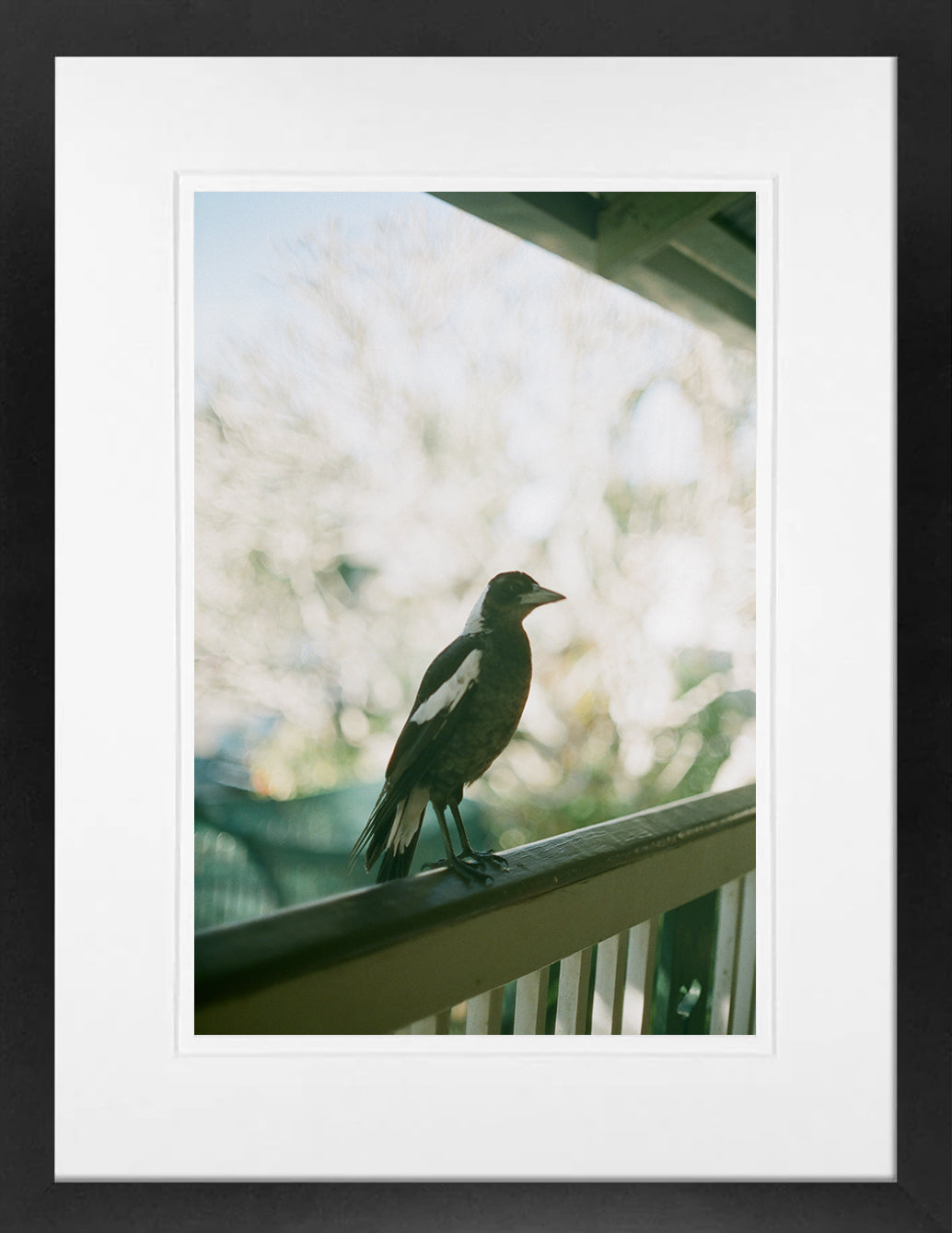 Magpie on 35mm