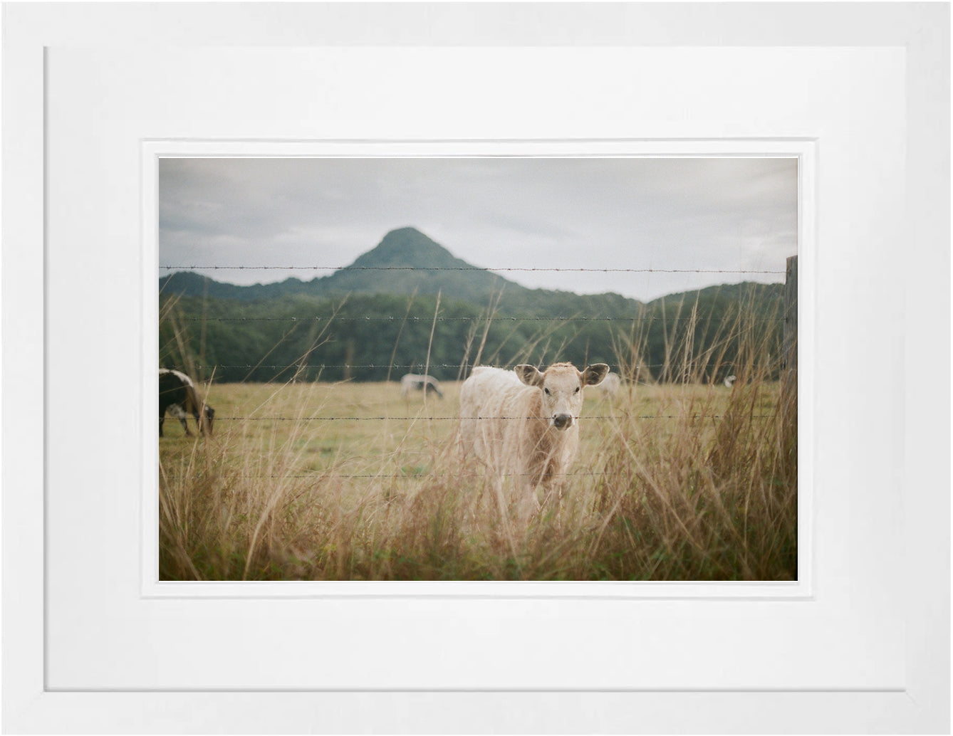 Mullum cow on 35mm
