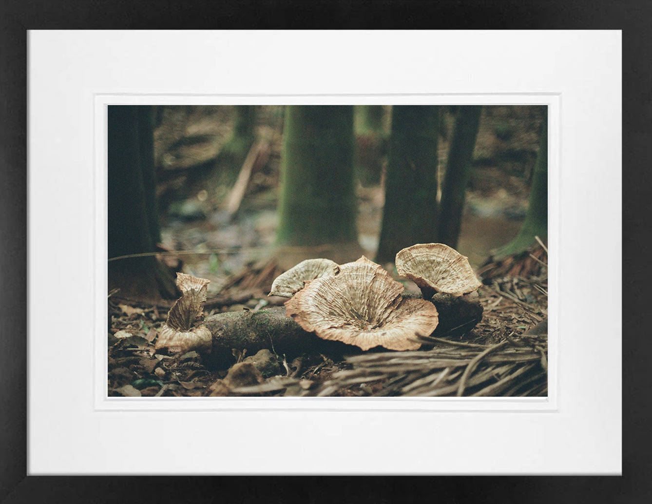 Mushrooms on 35mm