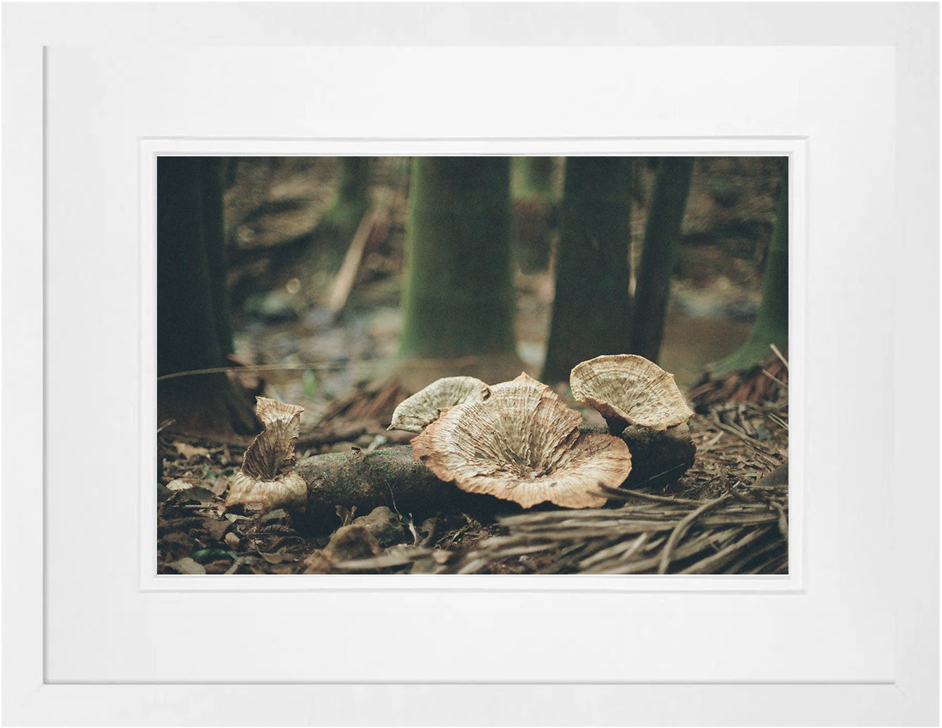 Mushrooms on 35mm