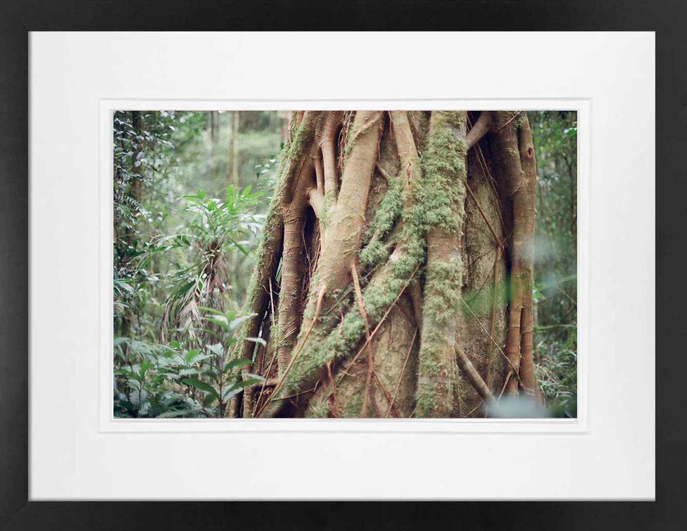 Rainforest Textures 2 on 35mm