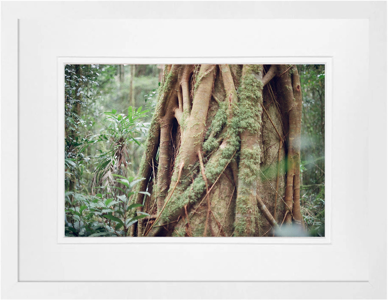 Rainforest Textures 2 on 35mm