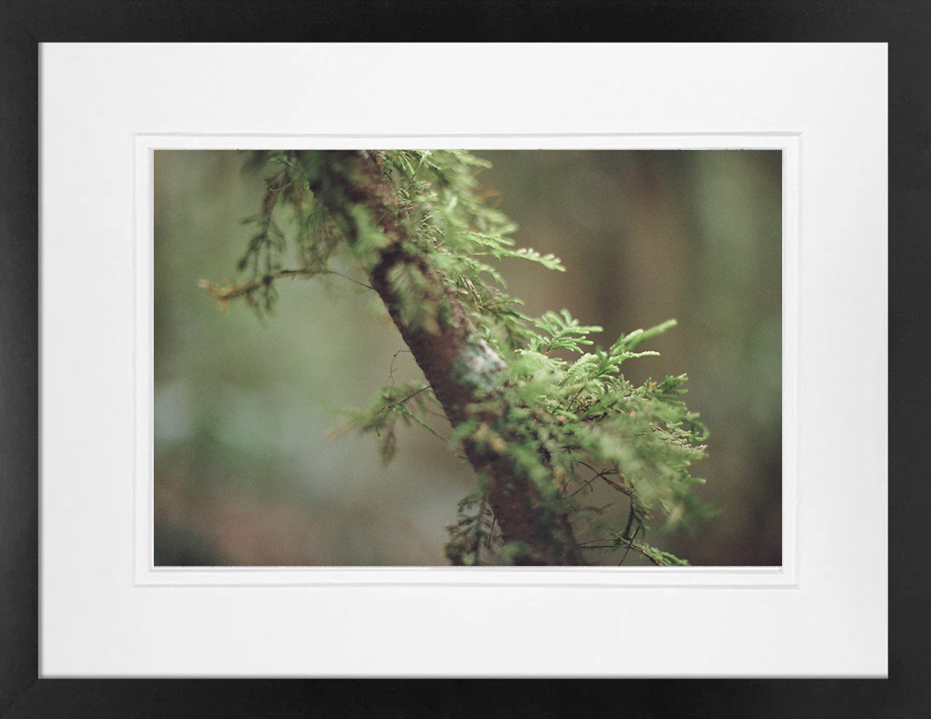 Rainforest Textures on 35mm