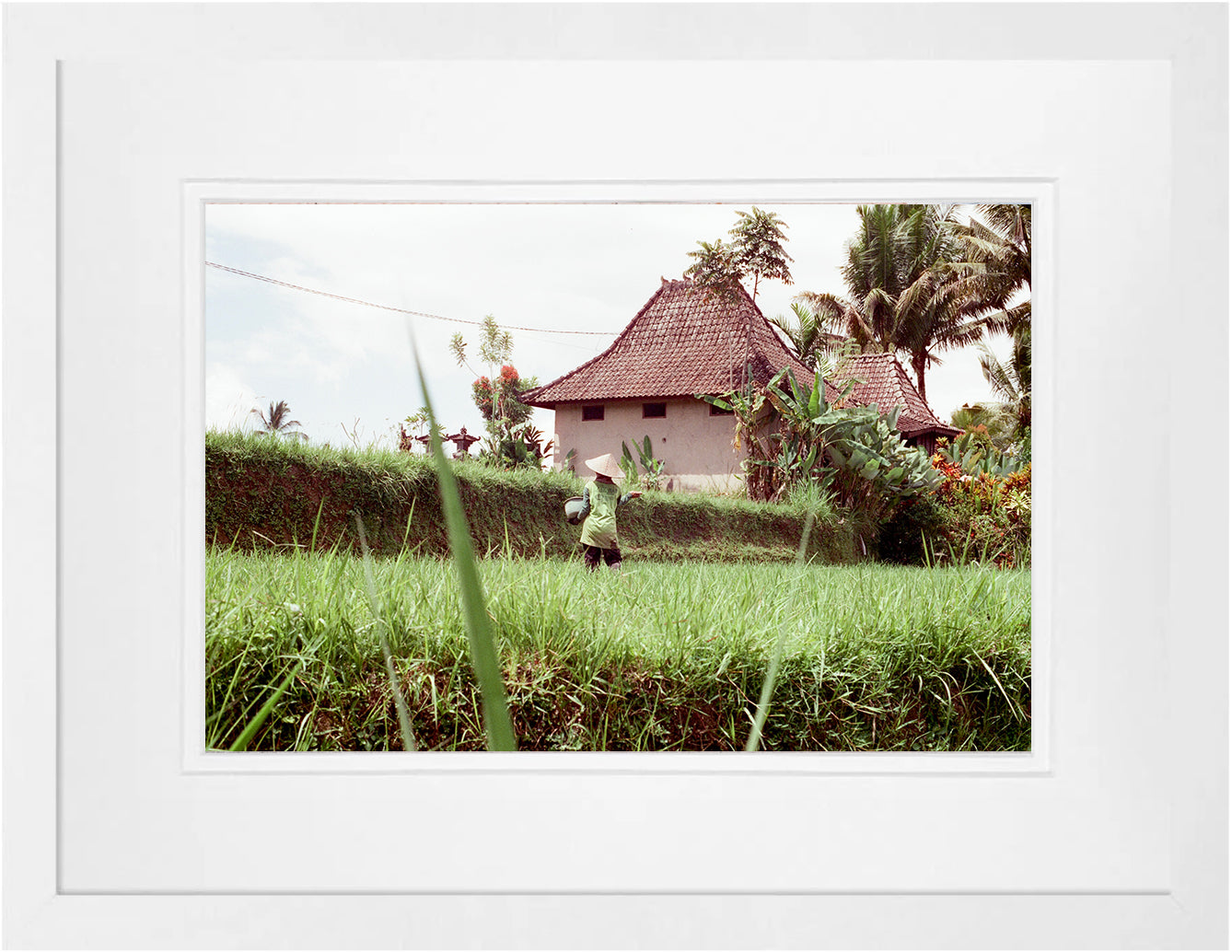 Rice Fields 2 on 35mm