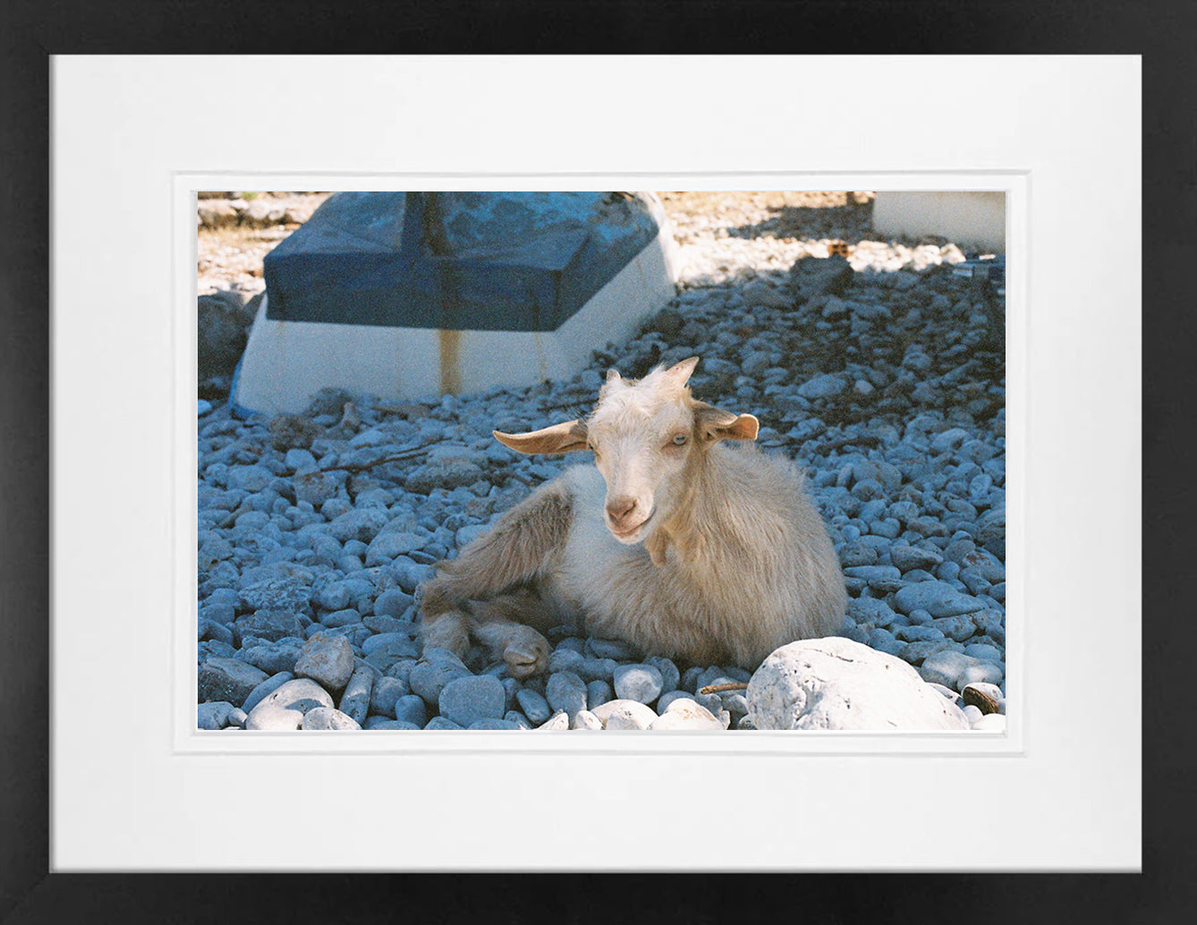 Symi Goat 2 on 35mm