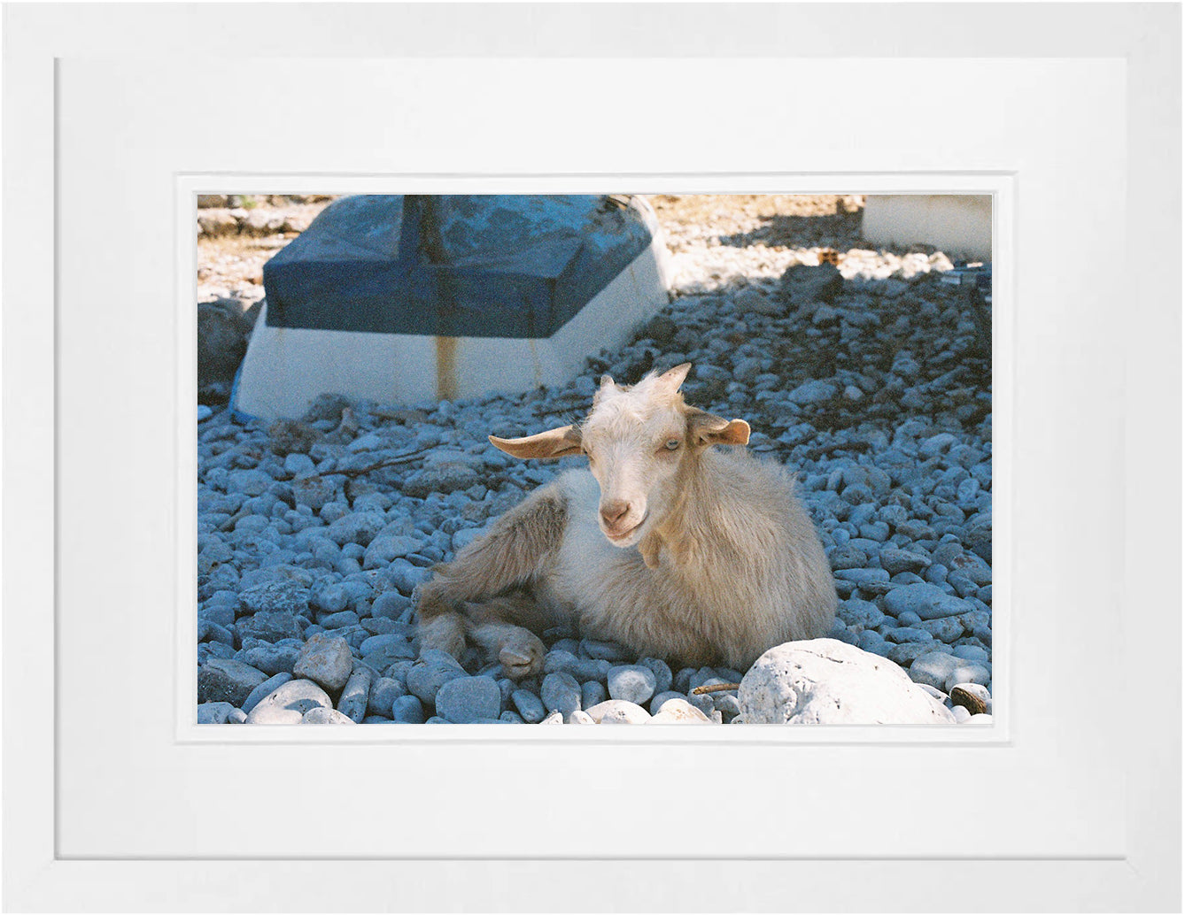 Symi Goat 2 on 35mm
