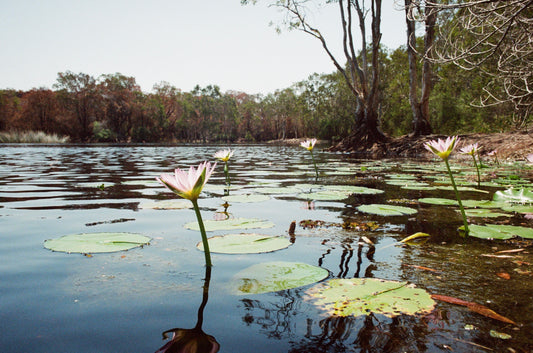Tea Tree Lake on 35mm