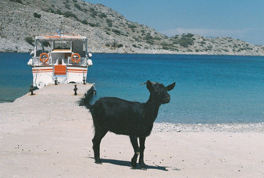 Symi Goat 1 on 35mm